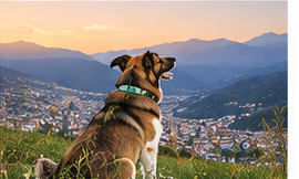 Perro observando el atardecer sobre la ciudad de Quito